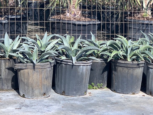 agave-americana-century-plant-yellow-agave-agave-amarillo