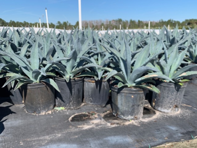 agave-americana-century-plant-yellow-agave-agave-amarillo