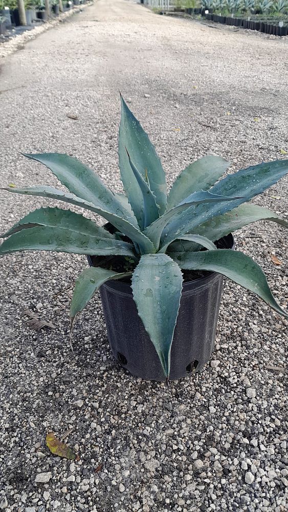 agave-americana-century-plant-yellow-agave-agave-amarillo