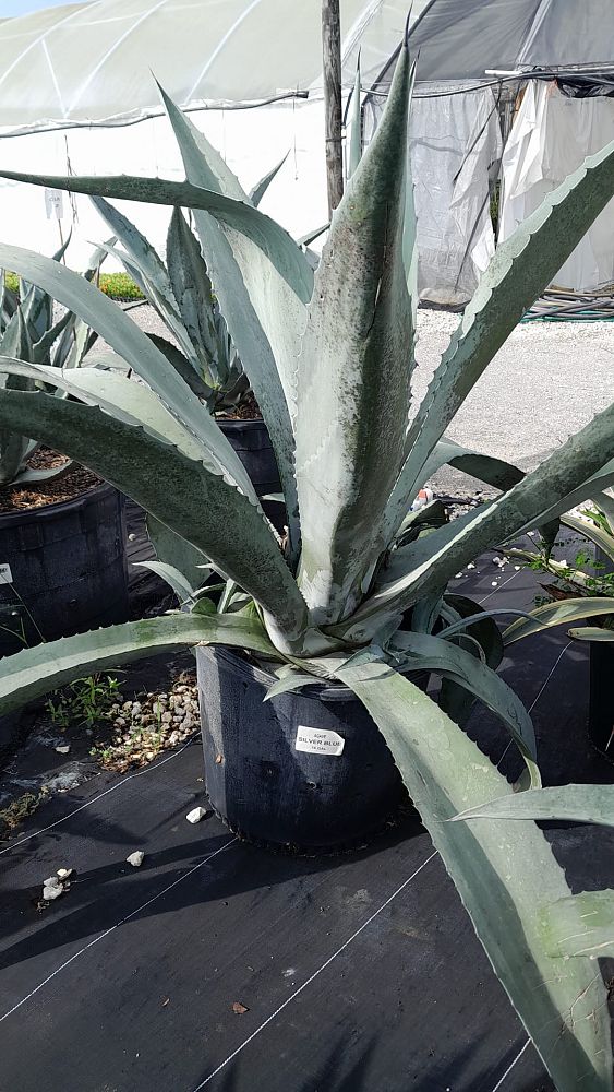 agave-americana-century-plant-yellow-agave-agave-amarillo