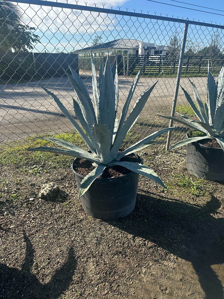 agave-americana-century-plant-yellow-agave-agave-amarillo