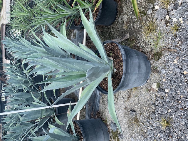 agave-americana-century-plant-yellow-agave-agave-amarillo