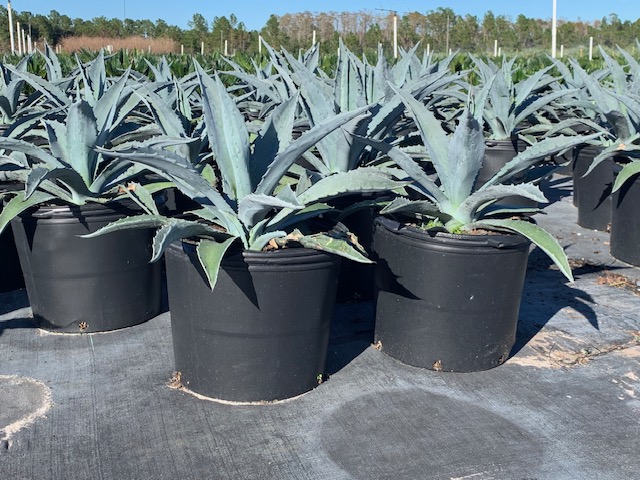 agave-americana-century-plant-yellow-agave-agave-amarillo