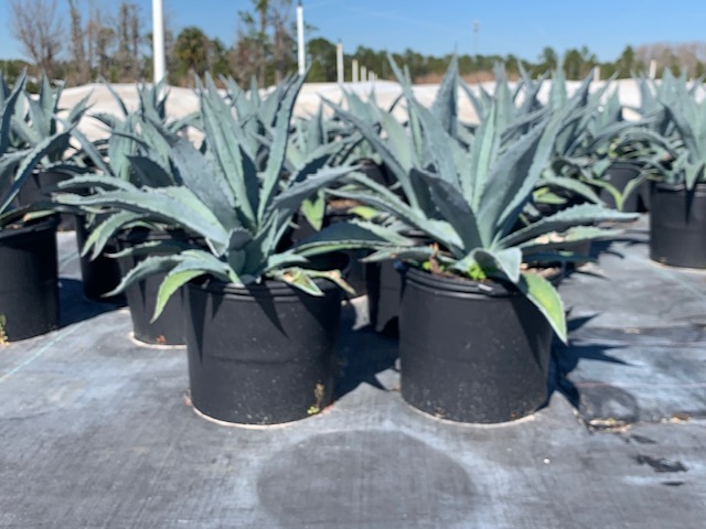 agave-americana-century-plant-yellow-agave-agave-amarillo