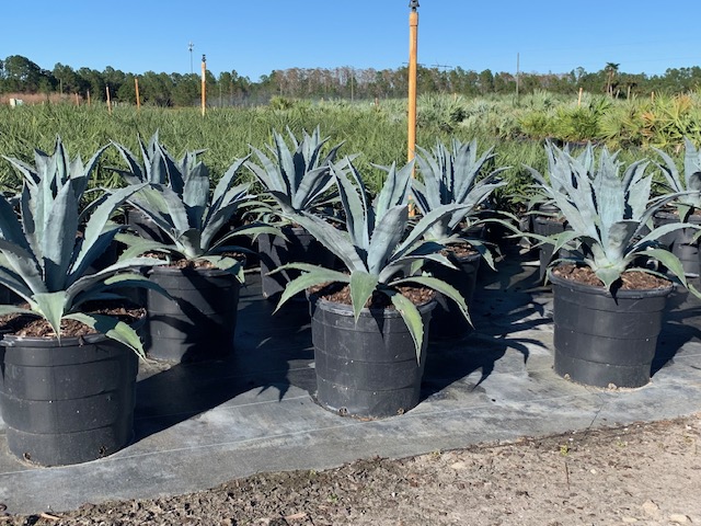 agave-americana-century-plant-yellow-agave-agave-amarillo