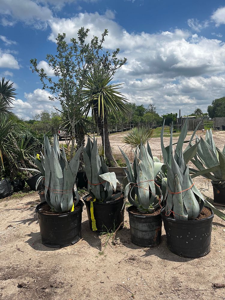 agave-americana-century-plant-yellow-agave-agave-amarillo