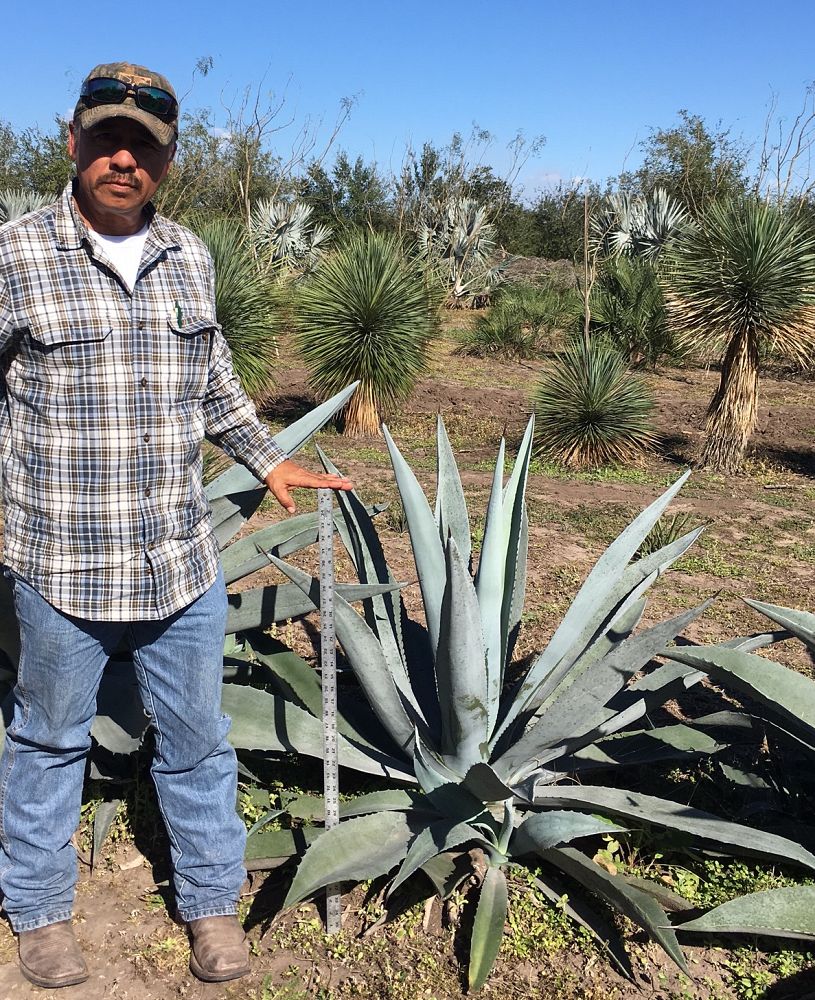 agave-americana-century-plant-yellow-agave-agave-amarillo