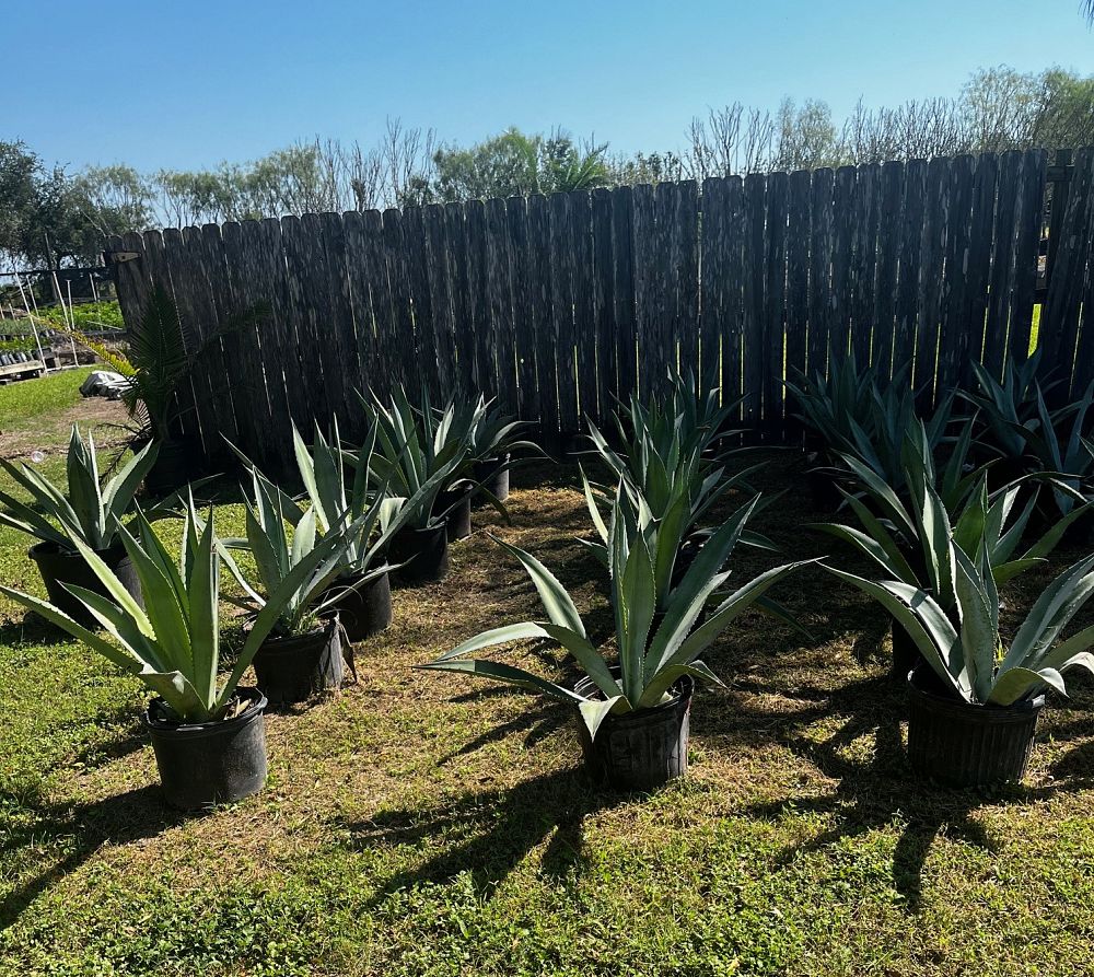 agave-americana-century-plant-yellow-agave-agave-amarillo