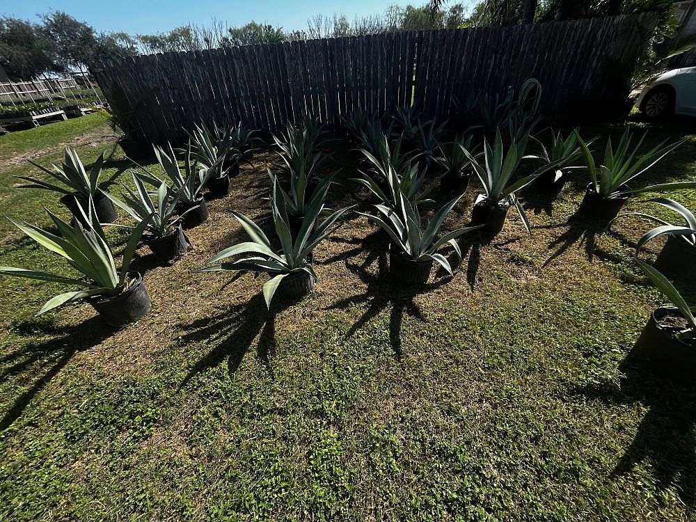 agave-americana-century-plant-yellow-agave-agave-amarillo