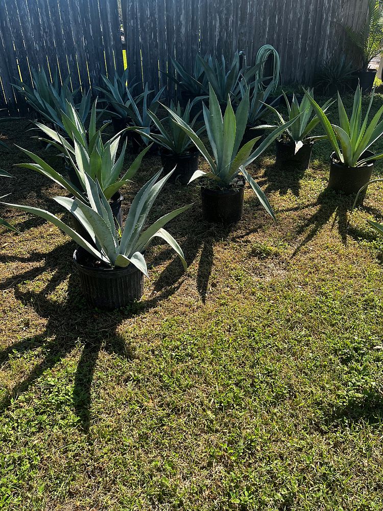 agave-americana-century-plant-yellow-agave-agave-amarillo