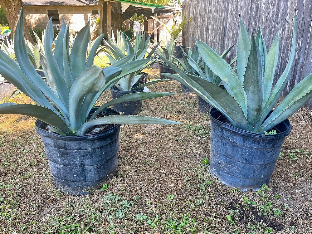 agave-americana-century-plant-yellow-agave-agave-amarillo