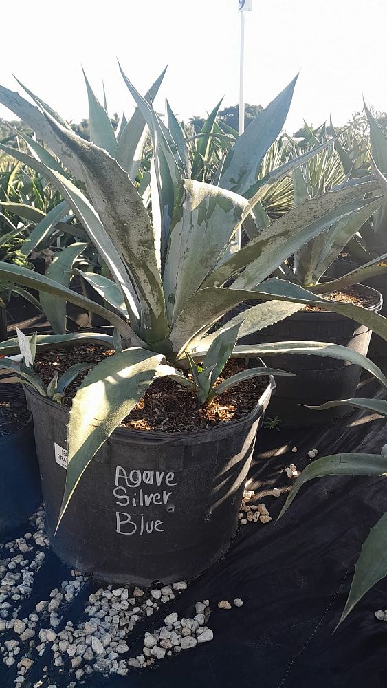 agave-americana-century-plant-yellow-agave-agave-amarillo