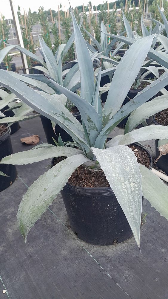 agave-americana-century-plant-yellow-agave-agave-amarillo