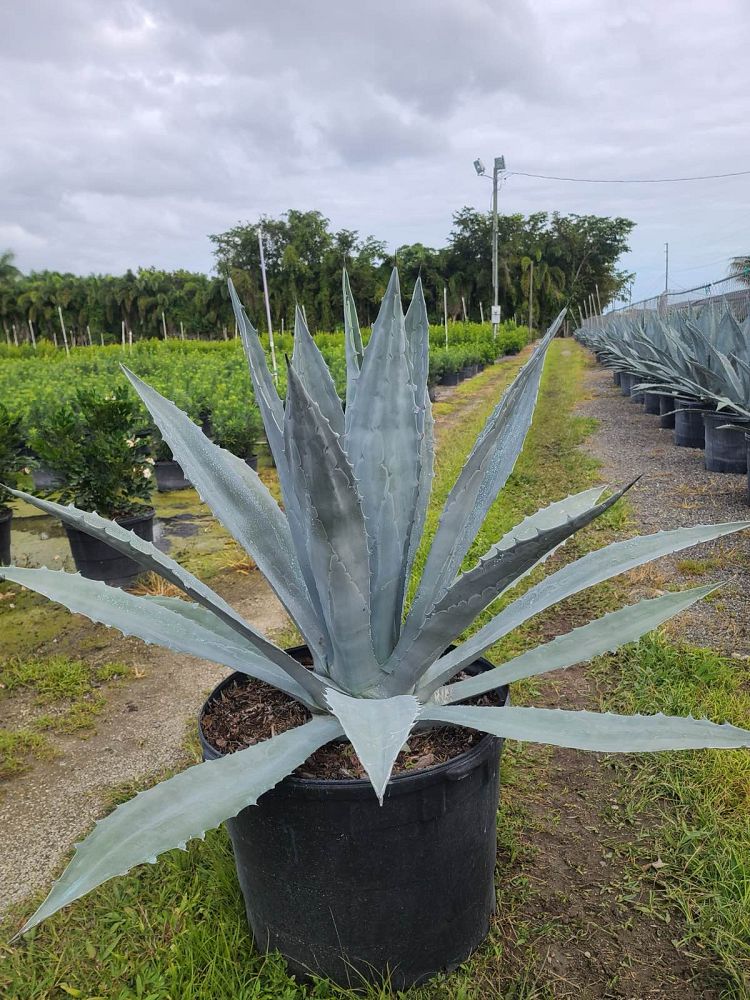 agave-americana-century-plant-yellow-agave-agave-amarillo