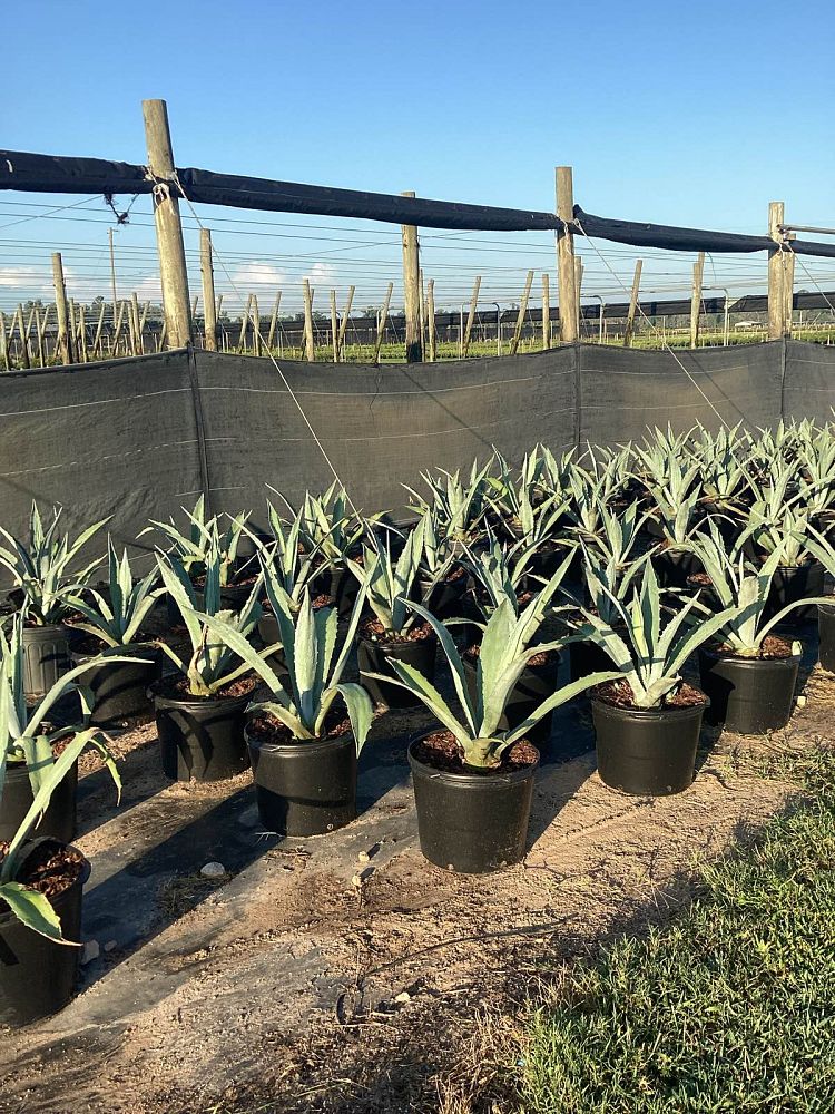 agave-americana-mediopicta-alba-century-plant-silver-blue-and-white-agave