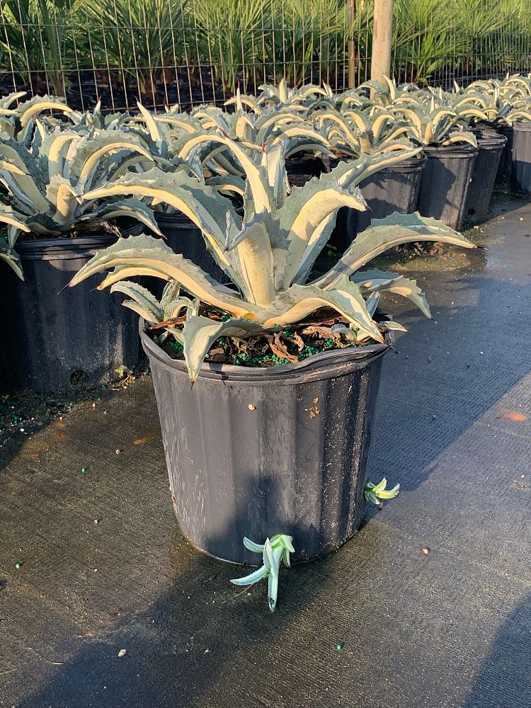 agave-americana-mediopicta-alba-century-plant-silver-blue-and-white-agave