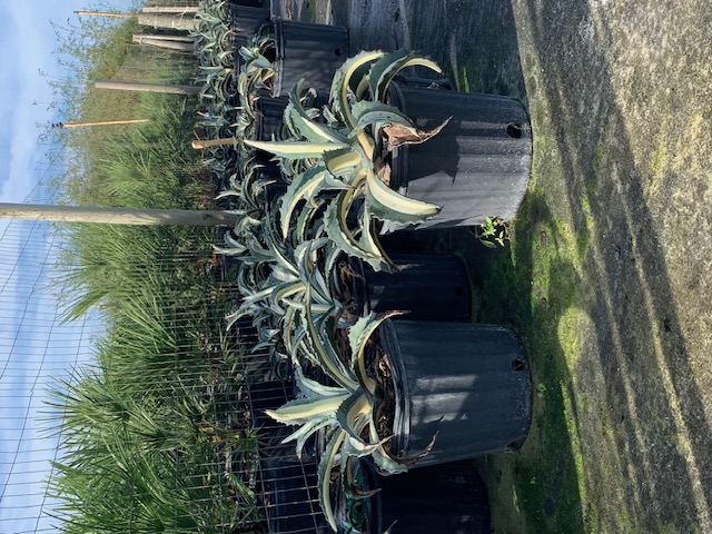 agave-americana-mediopicta-alba-century-plant-silver-blue-and-white-agave