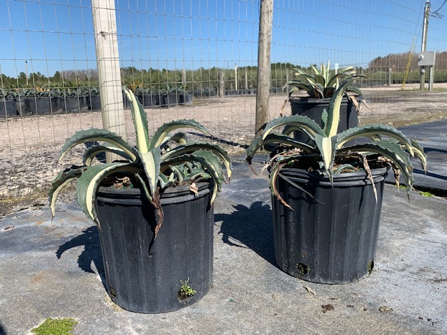 agave-americana-mediopicta-alba-century-plant-silver-blue-and-white-agave