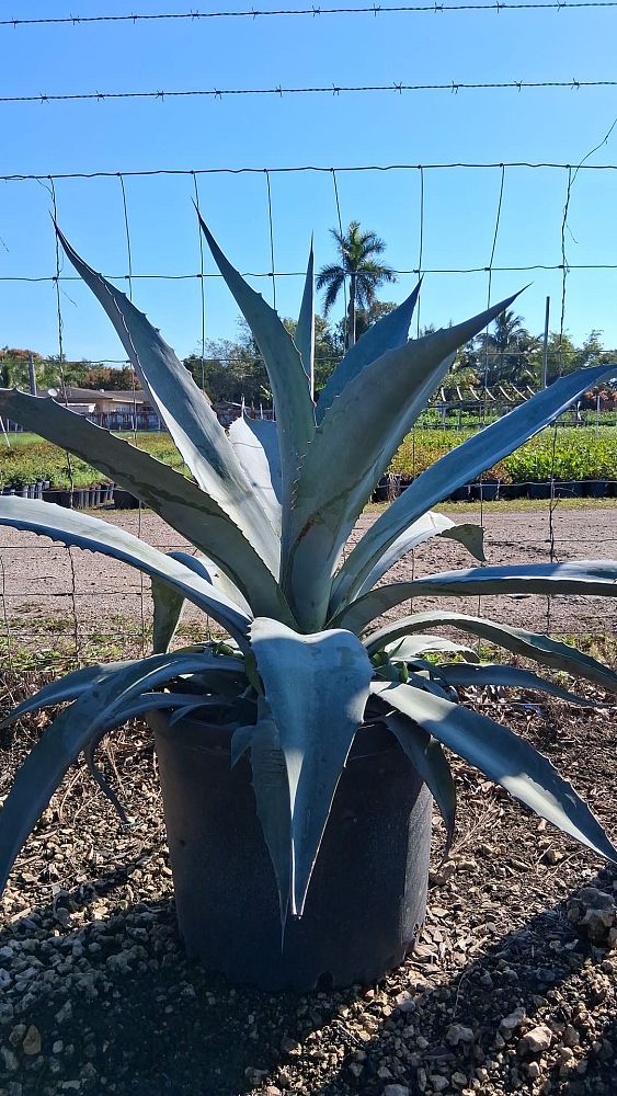 agave-americana-mediopicta-alba-century-plant-silver-blue-and-white-agave