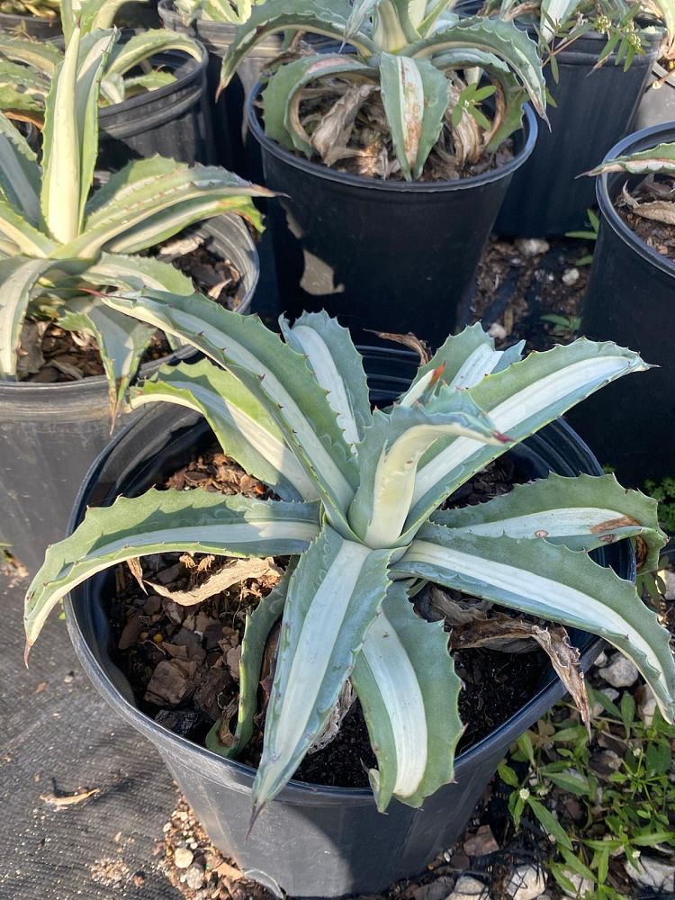 agave-americana-mediopicta-alba-century-plant-silver-blue-and-white-agave