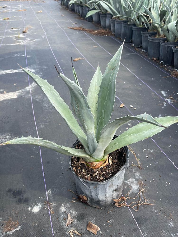 agave-americana-super-blue-century-plant