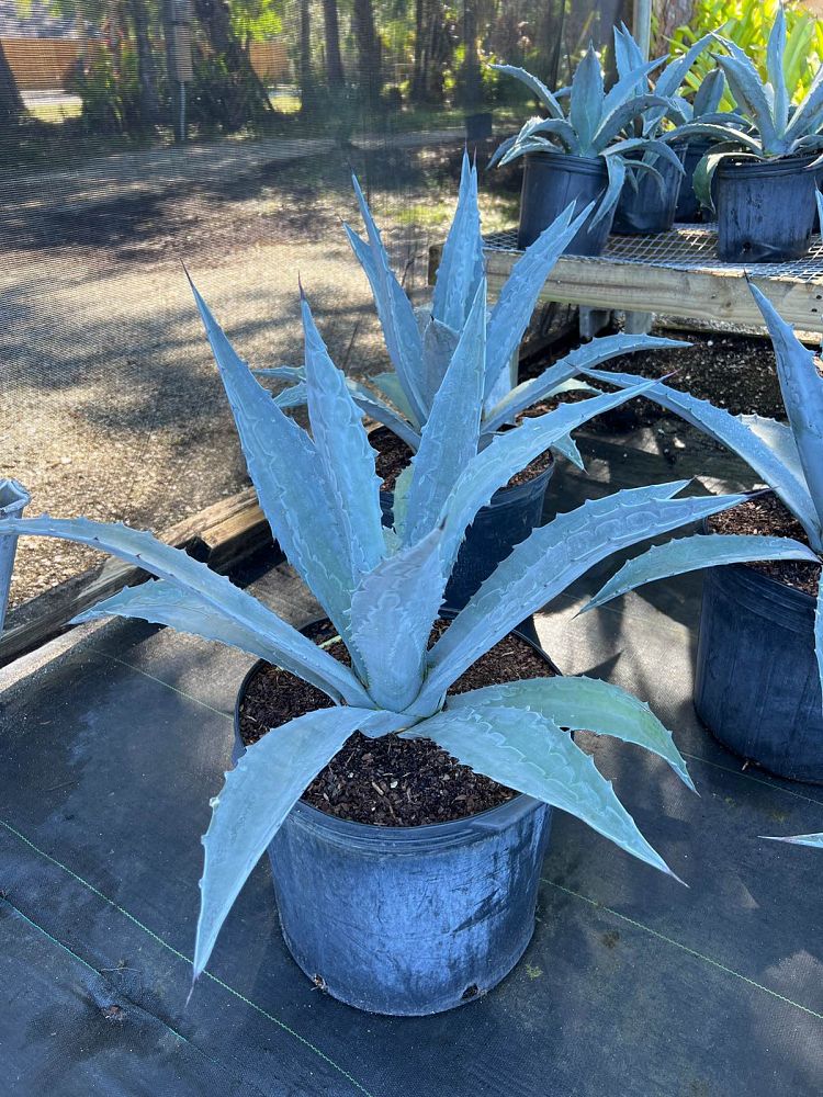 agave-americana-super-blue-century-plant