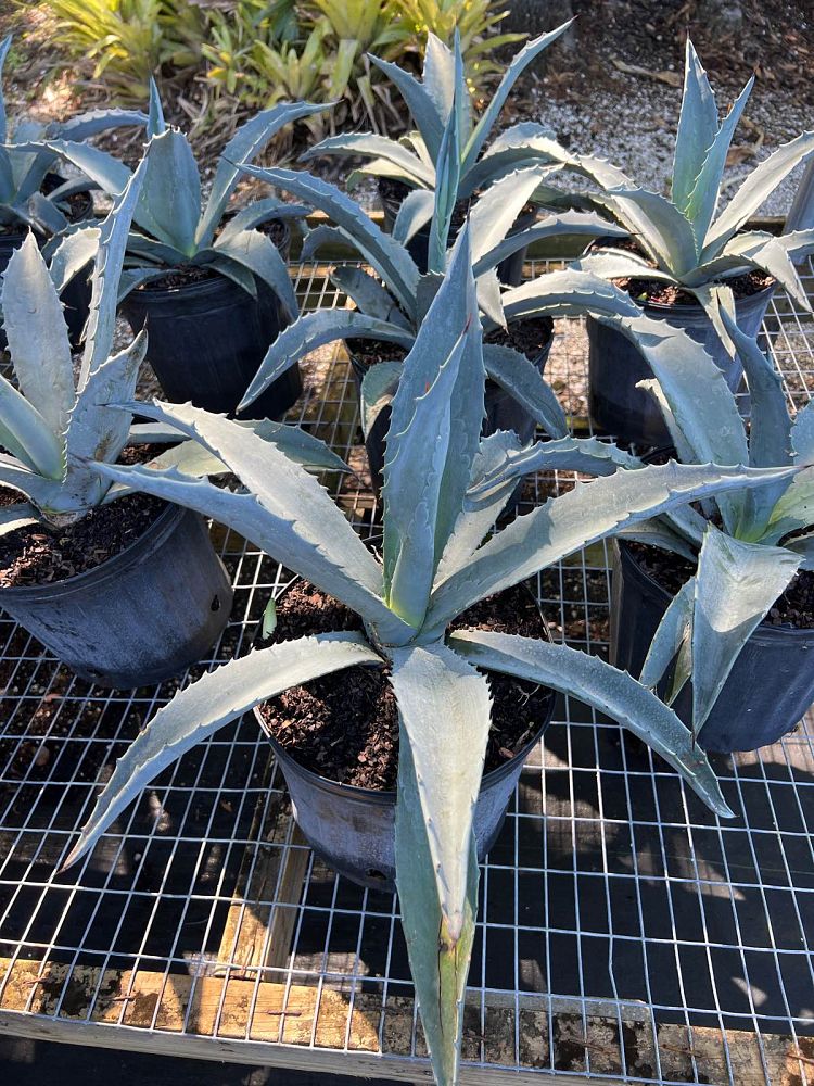 agave-americana-super-blue-century-plant