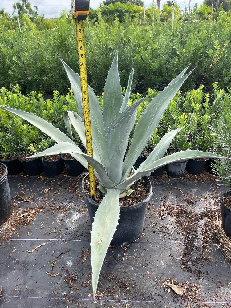 agave-americana-super-blue-century-plant