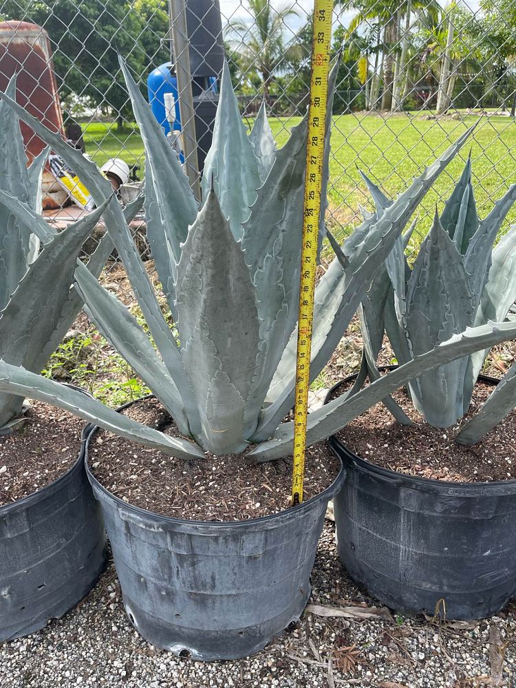 agave-americana-super-blue-century-plant