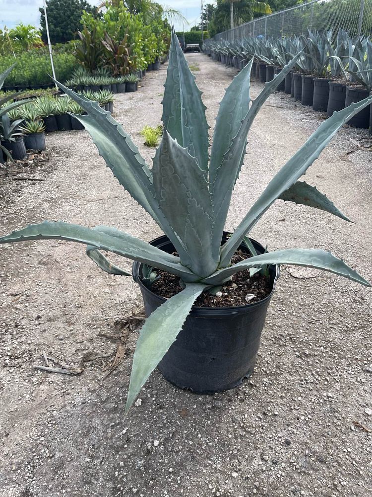 agave-americana-super-blue-century-plant