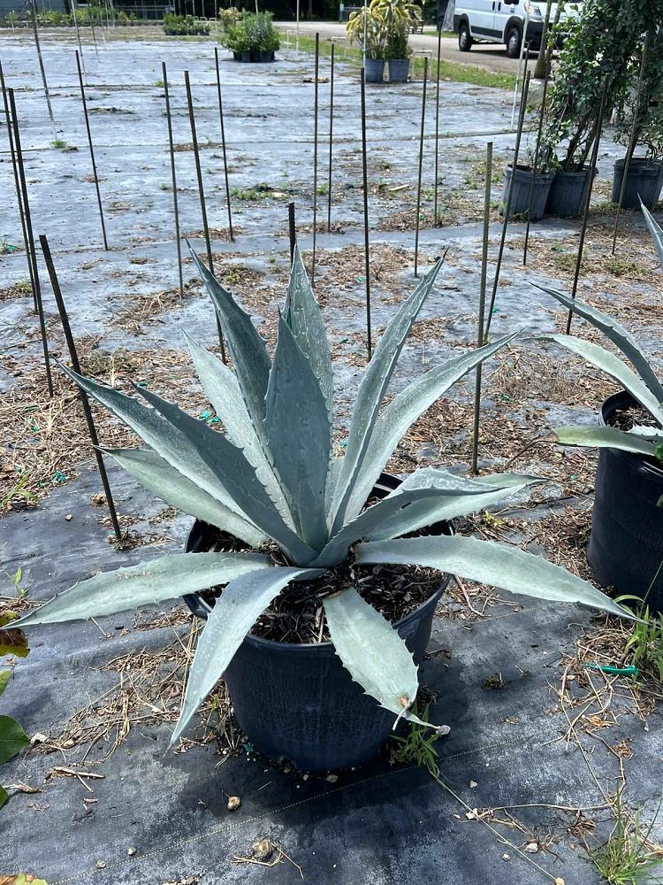 agave-americana-super-blue-century-plant