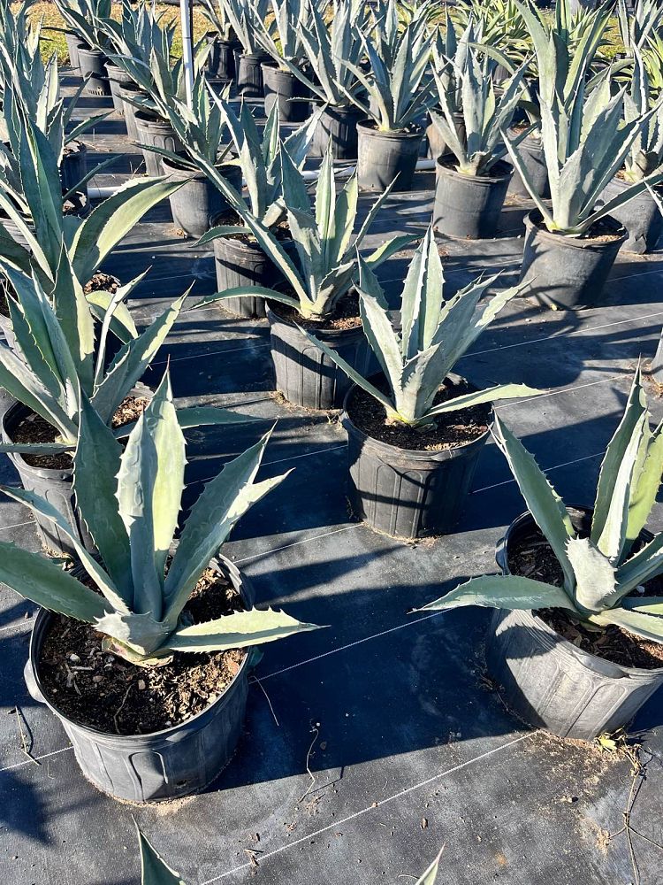 agave-americana-super-blue-century-plant