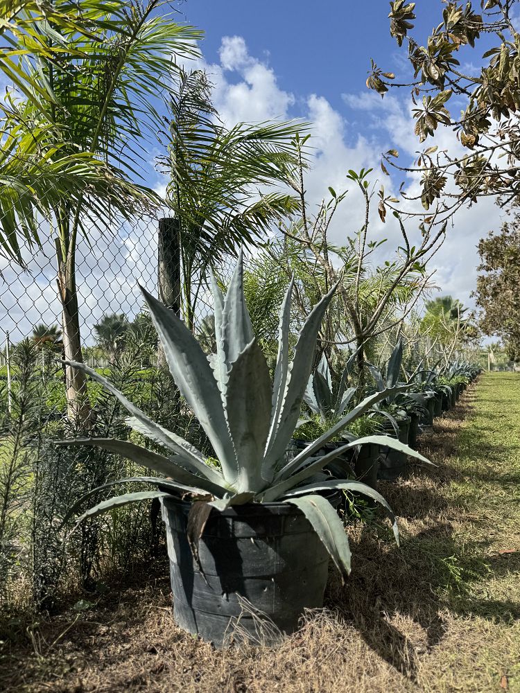 agave-americana-super-blue-century-plant