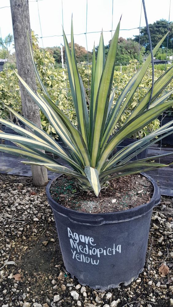 agave-americana-var-medio-picta-yellow-striped-century-plant