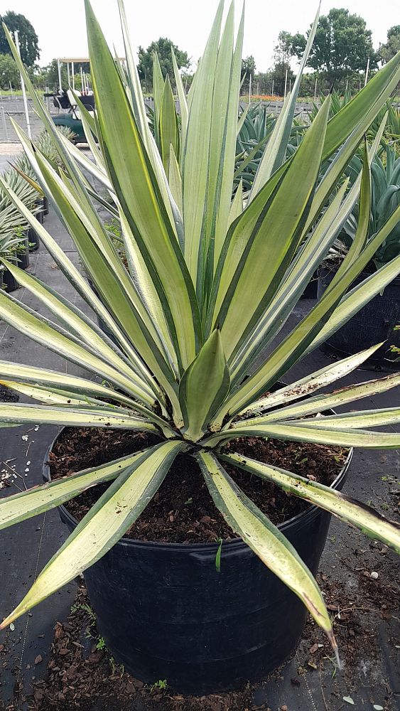 agave-americana-var-medio-picta-yellow-striped-century-plant