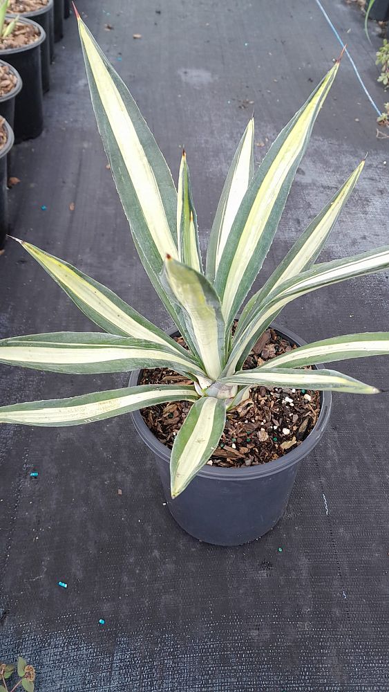 agave-americana-var-medio-picta-yellow-striped-century-plant