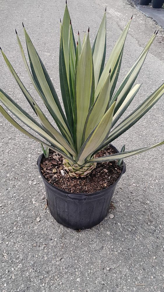 agave-americana-var-medio-picta-yellow-striped-century-plant