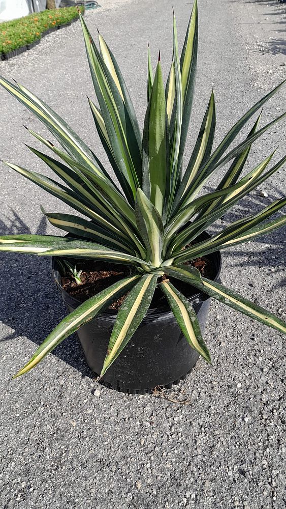 agave-americana-var-medio-picta-yellow-striped-century-plant