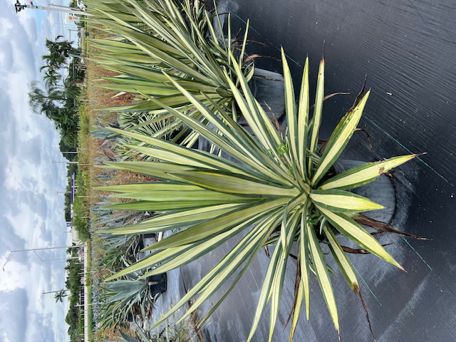 agave-americana-var-medio-picta-yellow-striped-century-plant