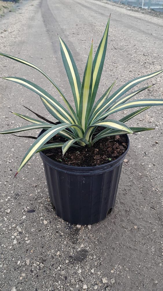 agave-americana-var-medio-picta-yellow-striped-century-plant