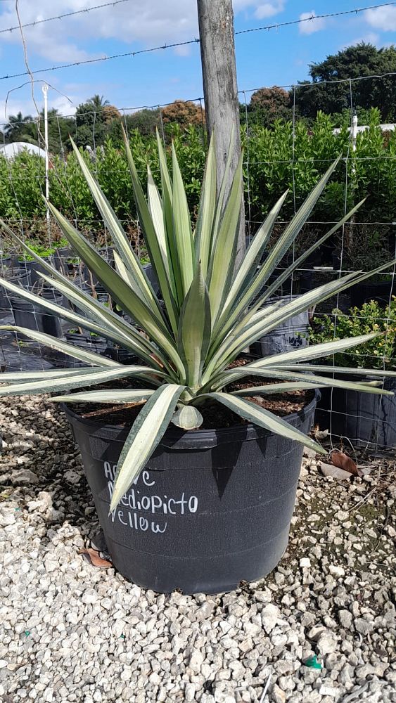 agave-americana-var-medio-picta-yellow-striped-century-plant