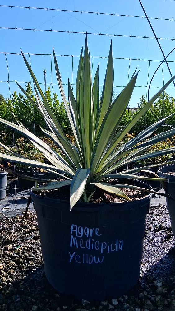 agave-americana-var-medio-picta-yellow-striped-century-plant