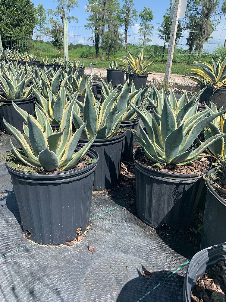 agave-americana-variegata-century-plant-variegated-americana-agave