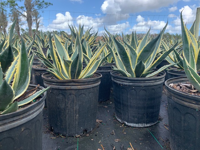 agave-americana-variegata-century-plant-variegated-americana-agave