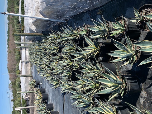 agave-americana-variegata-century-plant-variegated-americana-agave