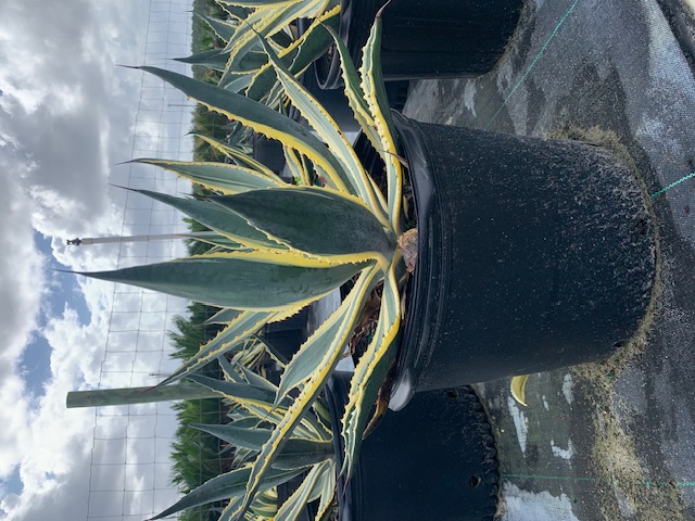 agave-americana-variegata-century-plant-variegated-americana-agave