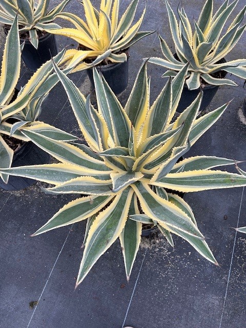 agave-americana-variegata-century-plant-variegated-americana-agave