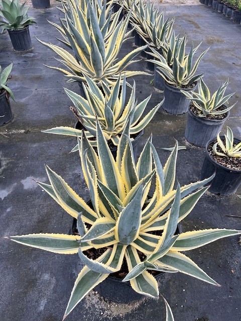 agave-americana-variegata-century-plant-variegated-americana-agave