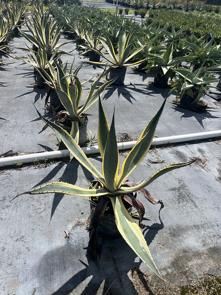 agave-americana-variegata-century-plant-variegated-americana-agave