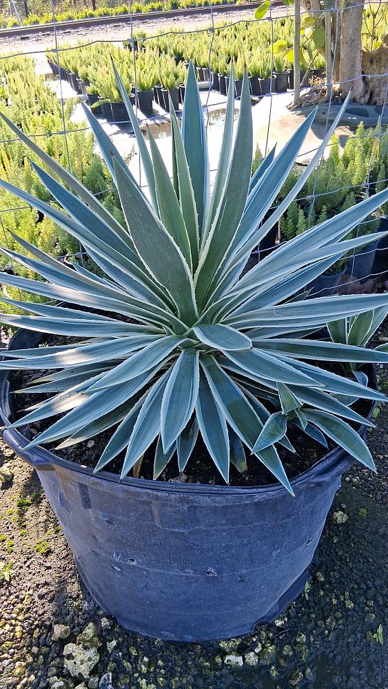 agave-angustifolia-carribean-agave